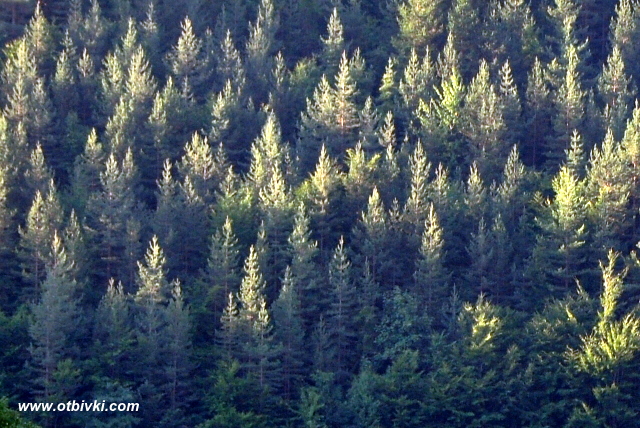 Борова гора