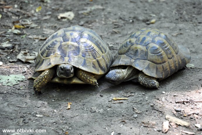 Двойка костенурки ;)