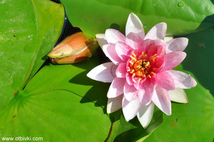 Водна лилия