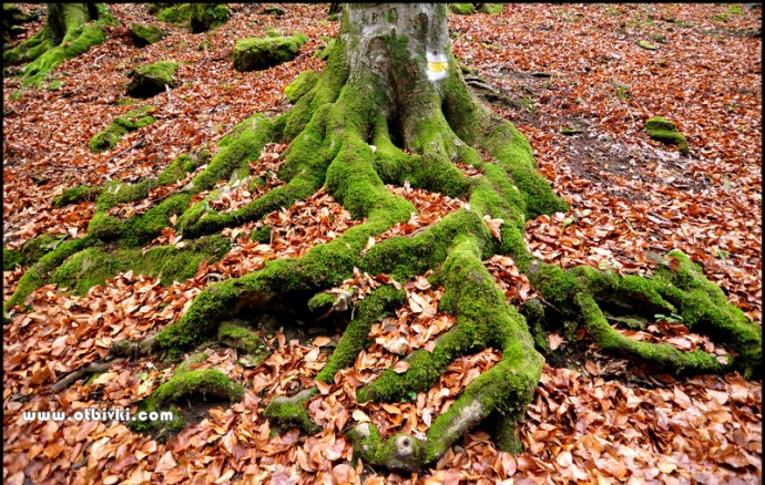 Дървото на живота