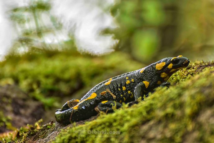 Мечешки водопад9