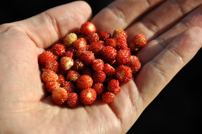 Ekopateka Beli Iskar2